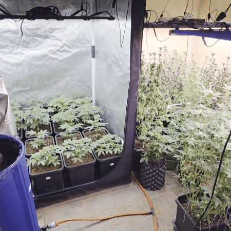 Polícia encontrou duas estufas de plantação de maconha na casa de João Gabriel