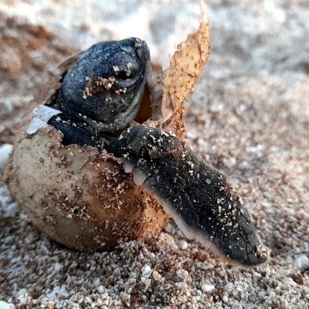 Nascimento de tartaruga no Atol das Rocas  - Arquivo Pessoal - Arquivo Pessoal