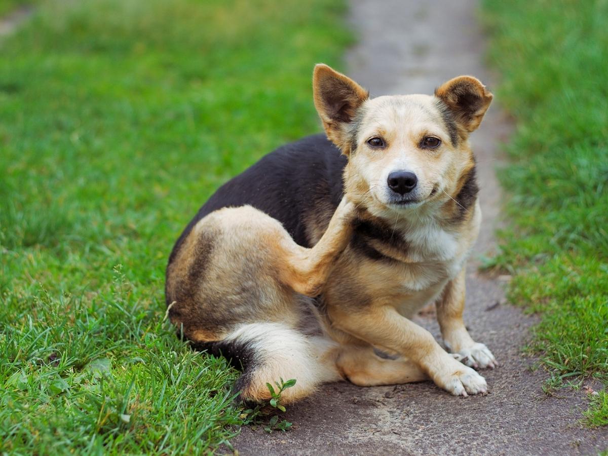 Dermatite Atópica em Cães: Mitos e Verdades Revelados