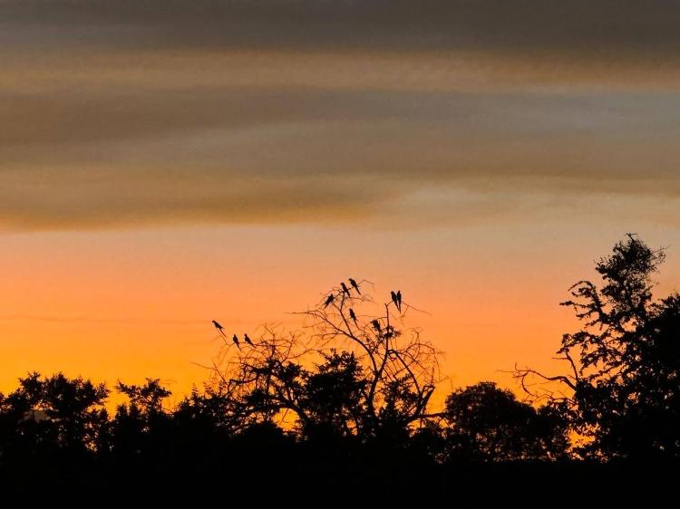 Ararinhas-azuis no pôr-do-sol em Curaçá, interior da Bahia, antes da captura em 2 de novembro Ararinhas-azuis no pôr-do-sol em Curaçá, interior da Bahia, antes da captura em 2 de novembro