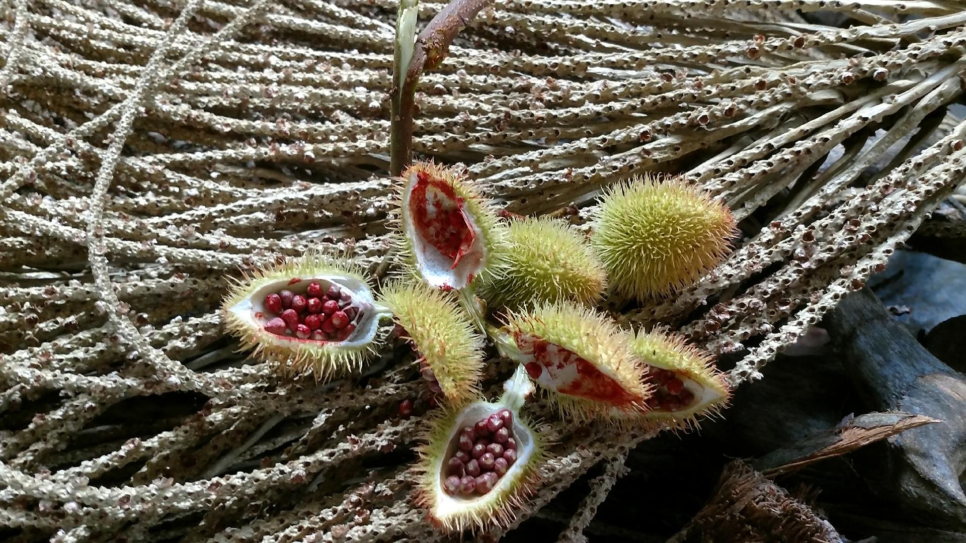 Feito à Mão - Associação de Artesãos de Novo Airão - Julie Ledo/Divulgação