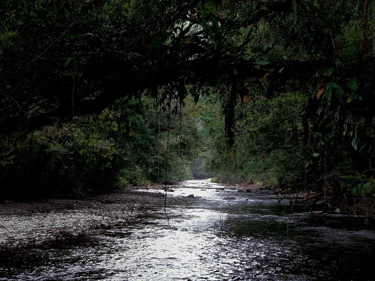 Paisagem da selva profunda do Tapón del Darién - Rick Morales/Jungle Treks - Rick Morales/Jungle Treks