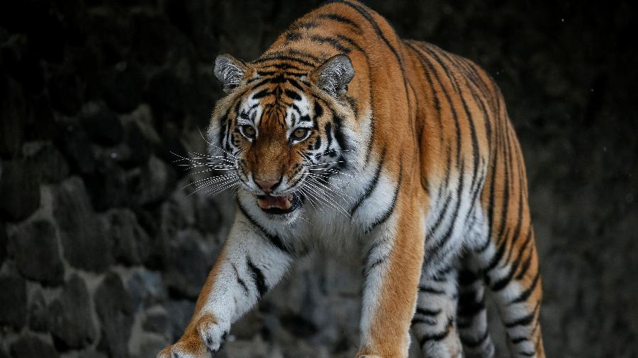 Tigre do zoológico de Kiev, na Ucrânia - GLEB GARANICH/REUTERS
