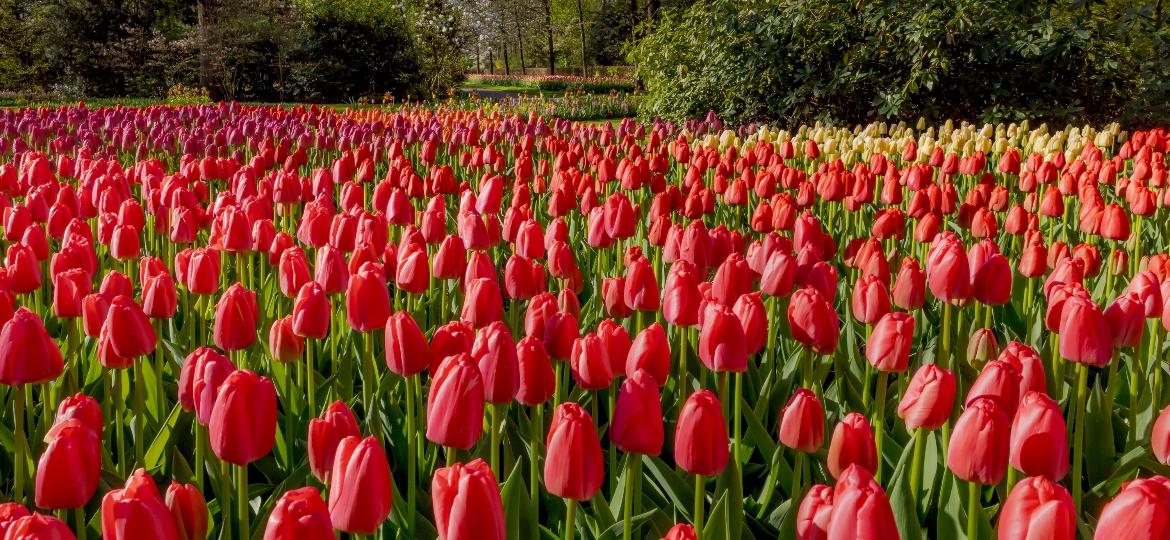 Parque Keukenhof, na Holanda - Divulgação