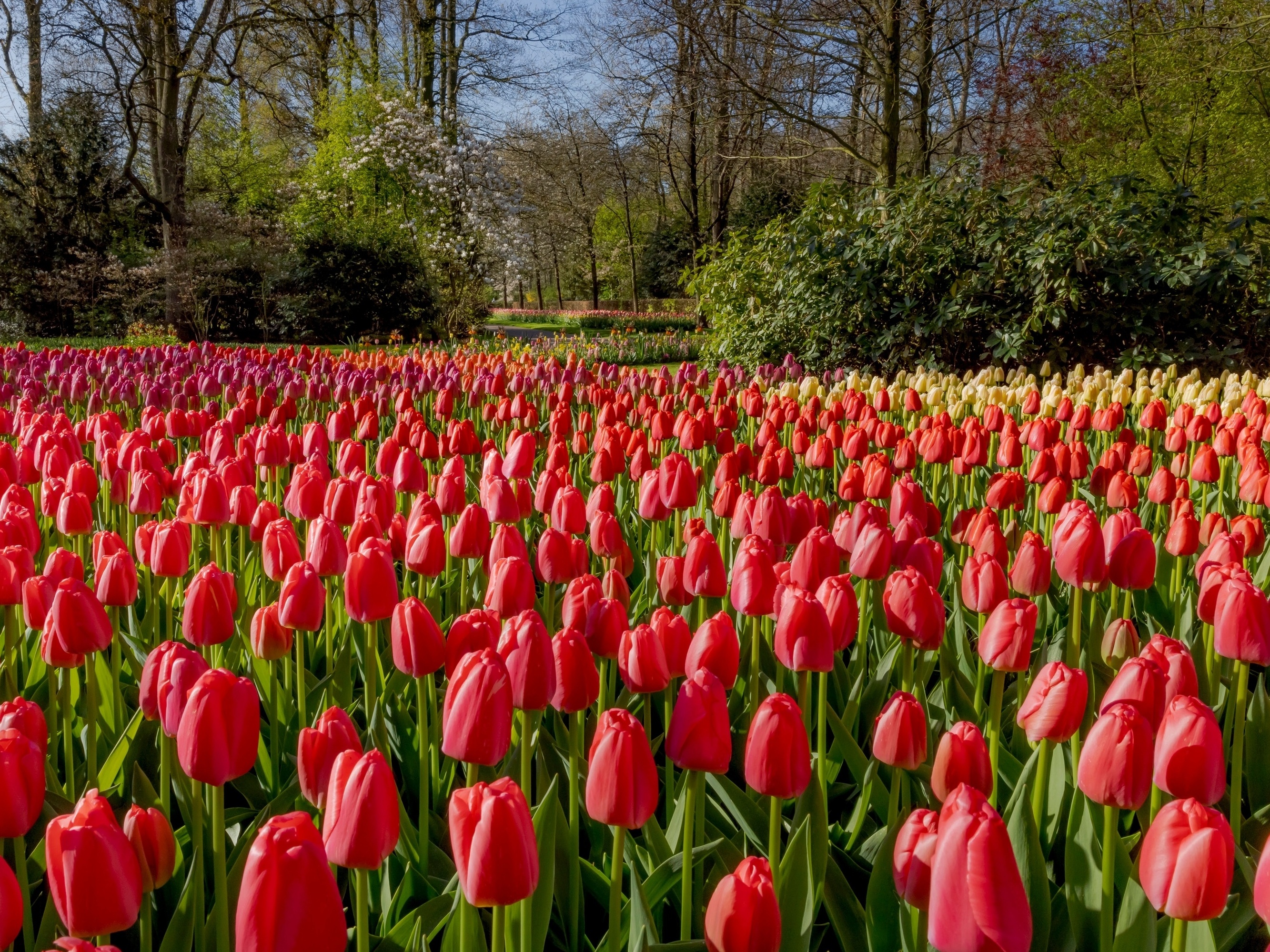 Parque de tulipas na Holanda oferece vista para 7 milhões de flores -  01/03/2022 - UOL Nossa