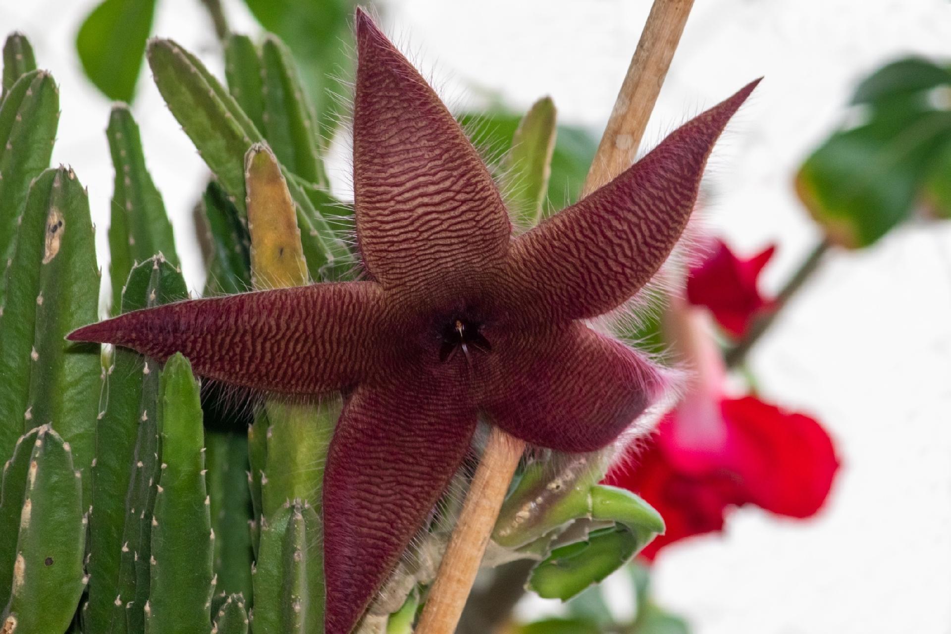 Cactos: tipos, cuidados e como usar na décor