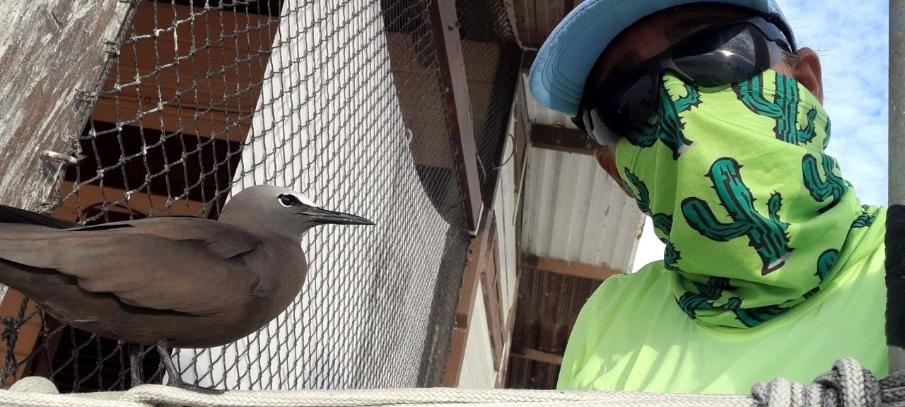Maurizélia com Viuvinha, uma das aves encontradas no Atol das Rocas - Arquivo Pessoal