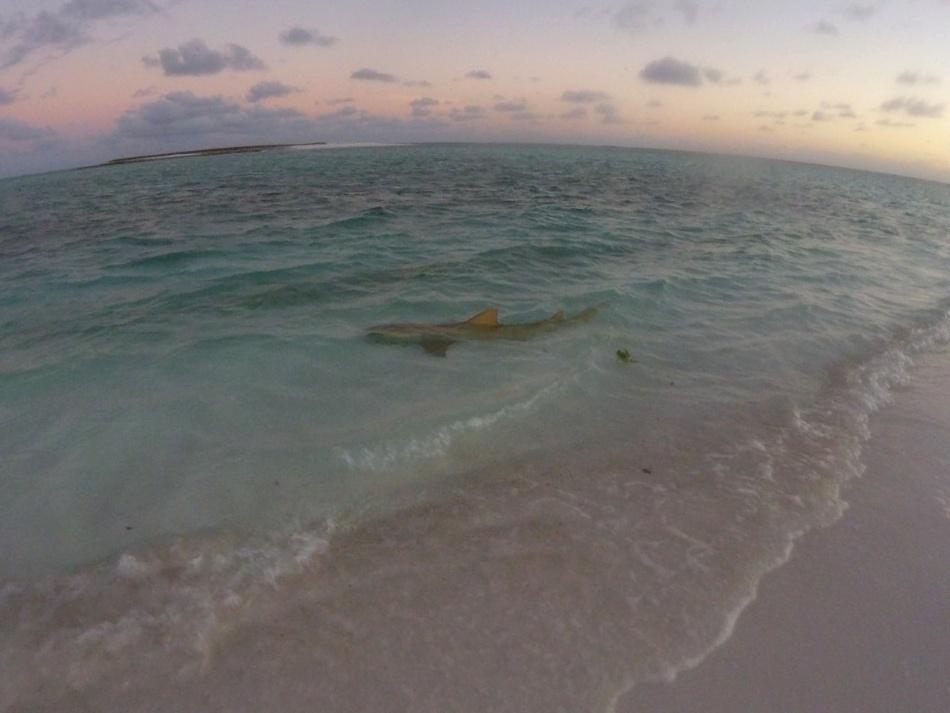 Tubarão-limão no Atol das Rocas - Arquivo Pessoal