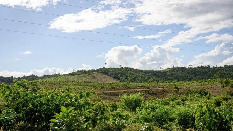 Área em processo de restauração no Projeto Gameleira, na Bahia Área em processo de restauração no Projeto Gameleira, na Bahia