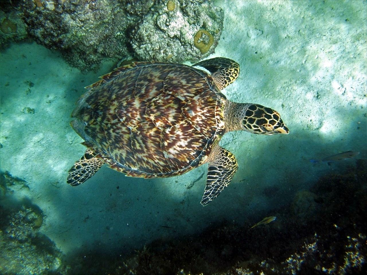 Tartaruga-de-pente no Atol das Rocas - Arquivo Pessoal