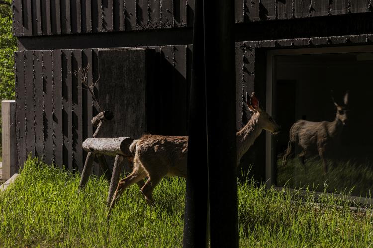 Um veado foi flagrado por fotógrafos da agência Reuters nas proximidades da cúpula do G7 em Kananaskis Um veado foi flagrado por fotógrafos da agência Reuters nas proximidades da cúpula do G7 em Kananaskis