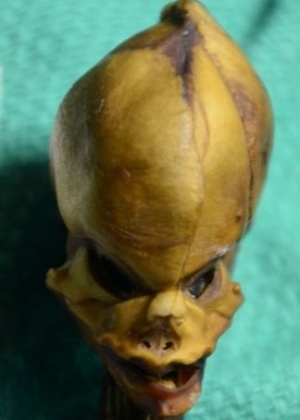 Esqueleto minúsculo foi encontrada em 2003 - Dr. Emery Smith