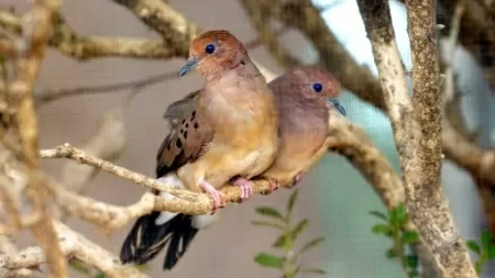 Parque das Aves/Divulgação