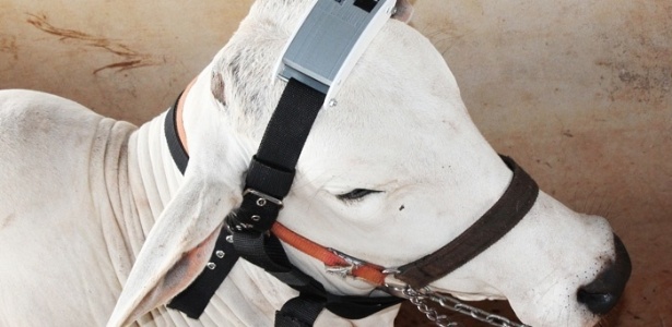 Dia a dia dos animais | Empresa chinesa  vai monitorar gado brasileiro com  sensores na cabeça