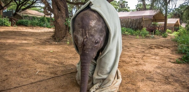 Jane Wynyard/Save the Elephants