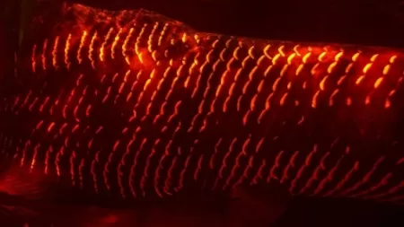 Alessandro Falco/via Folha