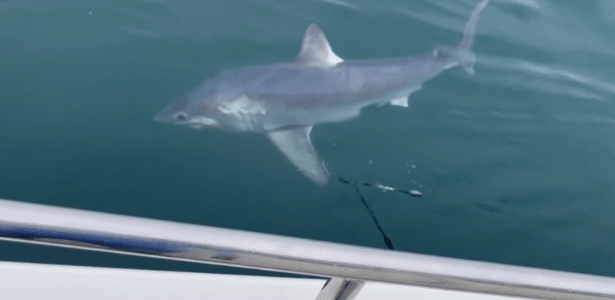 Reino Unido | Pescadores 'lutam' com tubarão de quase   250 kg durante 1 hora