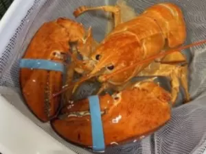 Divulgação/Red Lobster