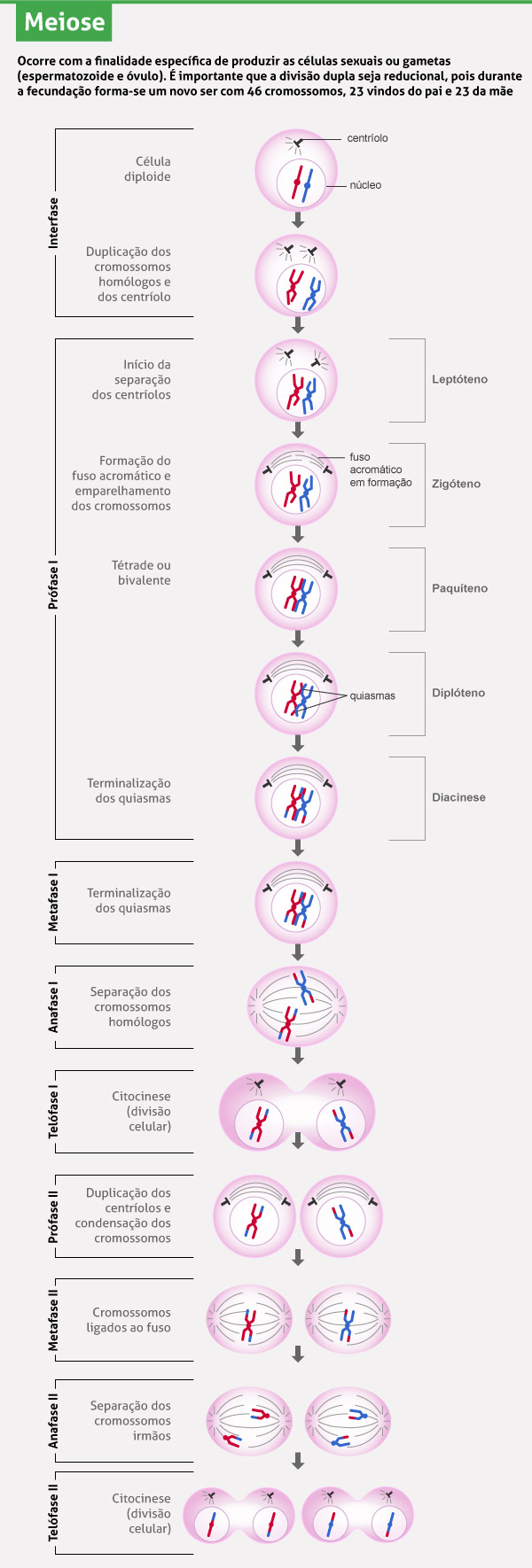 APhysio - FASES DA DIVISÃO CELULAR As células alternam entre períodos de  crescimento e de divisão celular. Existem dois tipos de divisão celular:  mitose e meiose. A mitose é a divisão celular