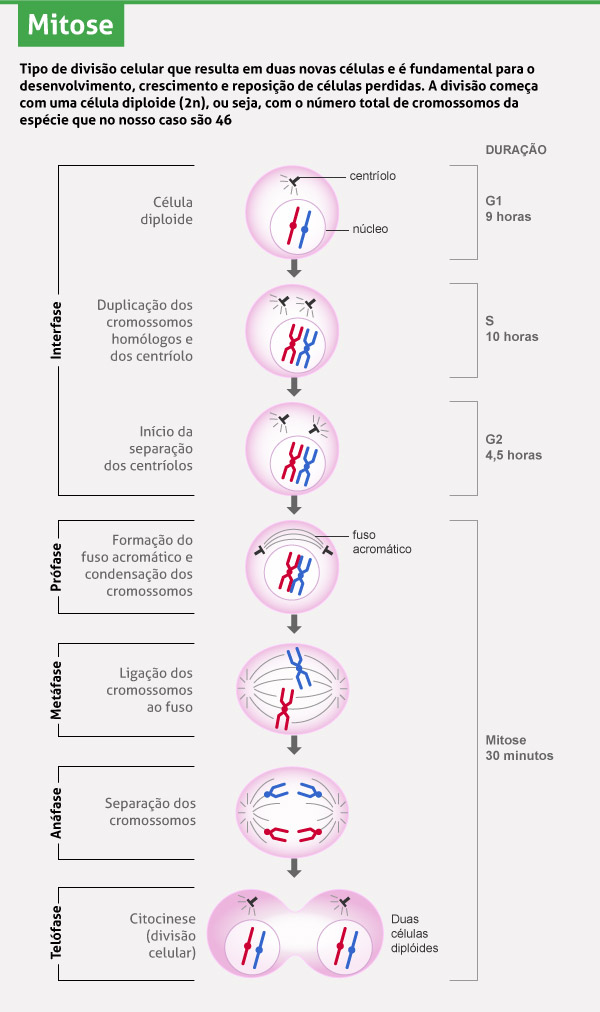 Mitose: o que é, qual a função, fases, como ocorre - Biologia Net