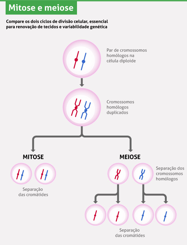 Mitose e meiose: tudo sobre os processos de divisão celular!