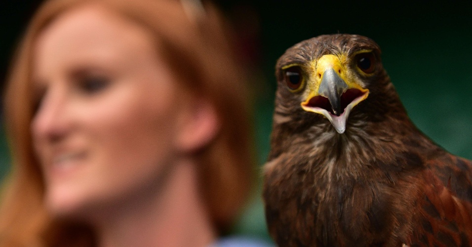 1º.jul.2015 - Águia usada para espantar pombos posa ao lado de sua tratadora na quadra do Torneio de Wimbledon, no sudoeste de Londres, na Inglaterra