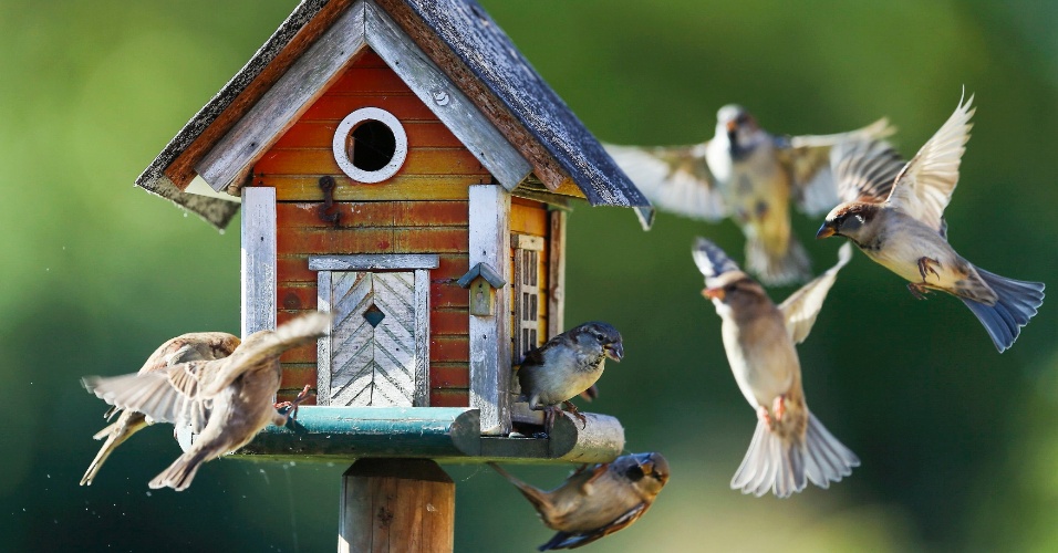 29.set.2015 - Pardais voam em torno de um alimentador de pássaros em Putgarten, na Alemanha