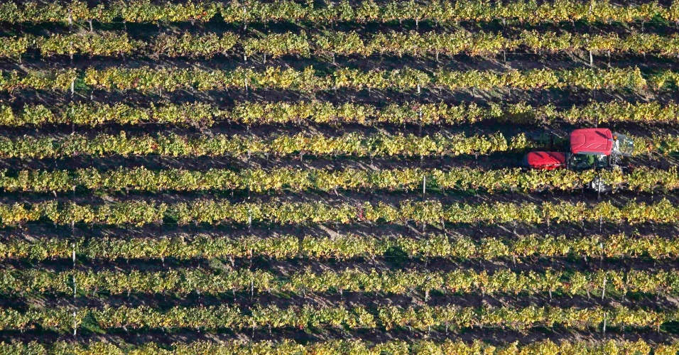 28.out.2015 - Trator trabalha em plantação de uvas para a produção de vinhos, em Puisseguin, na França