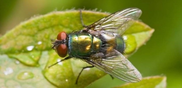 Na Europa, a espécie de mosca mais usada para esse fim é a Lucilia sericata - Getty Images via BBC