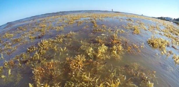 A presença das algas mudou um dos aspectos mais famosos das praias caribenhas: as águas cristalinas   - Marta García