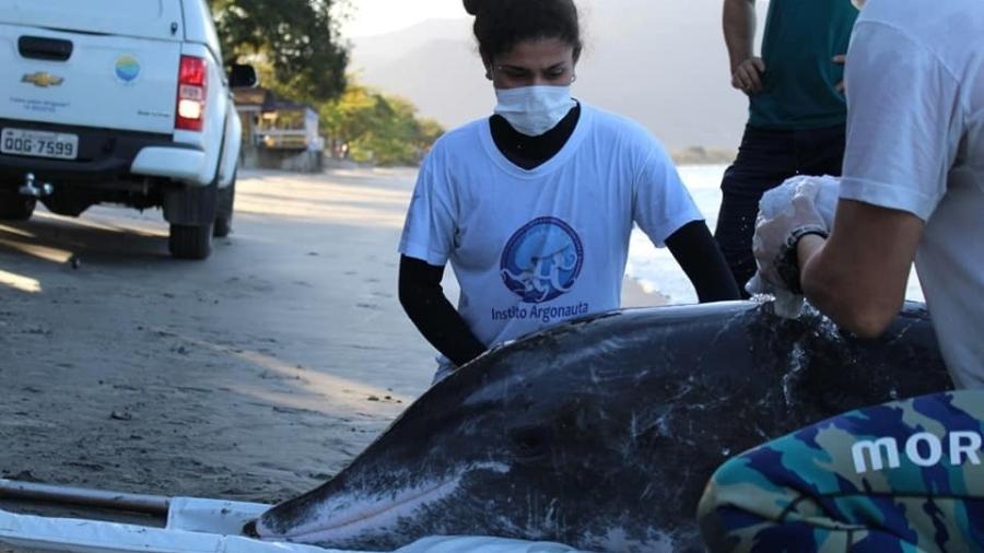 Equipe especializada teve de ser chamada para resgatar golfinho que ficou encalhado em Ubatuba (SP) - Divulgação/ Instituto Argonauta