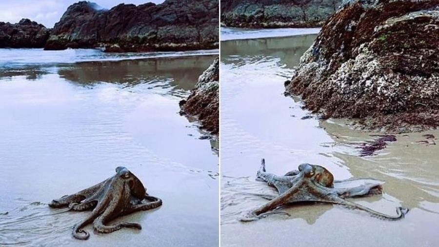 Polvo foi flagrado deslizando seus tentáculos para chegar às rochas da praia - Reprodução/Instagram/@jarrah.brailey