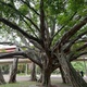 iPhone 13 Pro Max: foto tirada com a câmera principal em ambiente com luz natural - Bruna Souza Cruz/Tilt