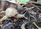 Caracol indiano perigoso é confirmado em 2 estados; há relatos em mais 5 - Arquivo Pessoal/Marcos Bornschein