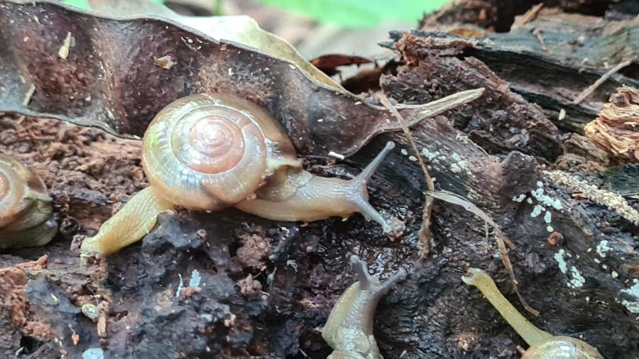 A presença do caracol da espécie "Macrochlamys indica" já foi confirmada em São Paulo e no Paraná - Arquivo Pessoal/Marcos Bornschein