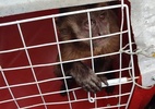 Famoso nas redes por amolar faca em muro, macaco Chico é capturado no Piauí - Reprodução/ICMBio