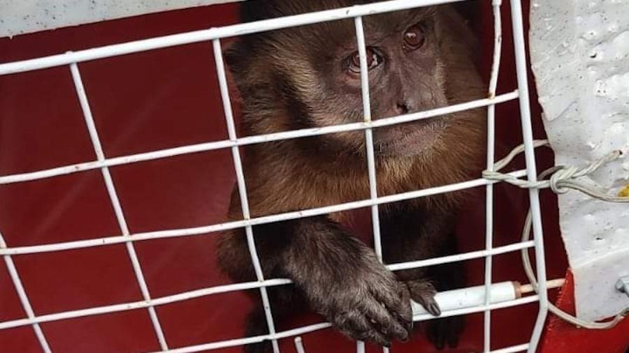 Depois de aprontar durante uma semana na cidade de Corrente, no Piauí, o macaco Chico acabou capturado - Reprodução/ICMBio