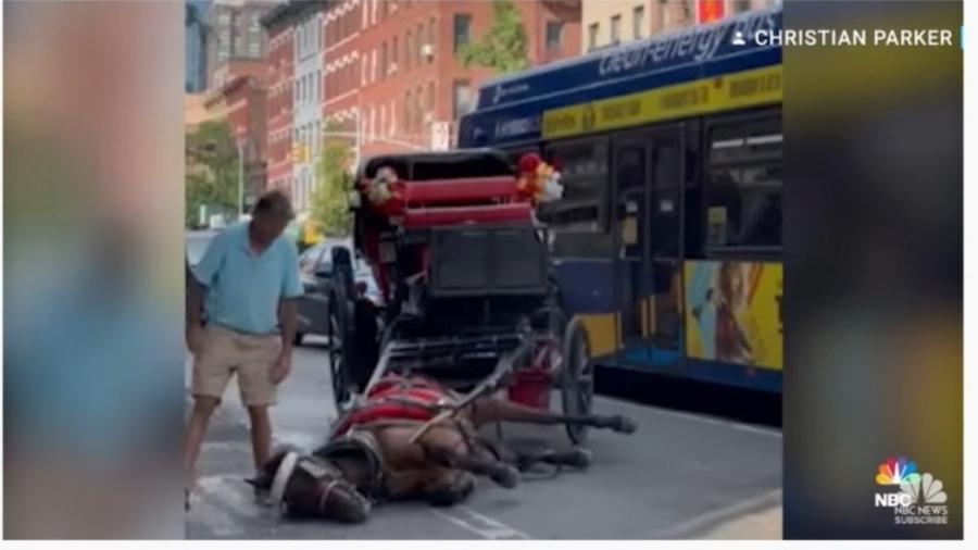 O animal caiu no meio da rua por causa do calor em Nova York - Reprodução/ NBC News