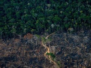Taxa de desmatamento na Amazônia aumentou nos últimos anos, revelam as estatísticas do governo federal  - GETTY IMAGES - GETTY IMAGES