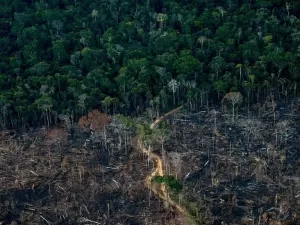Como salvar a Amazônia do ponto de não retorno