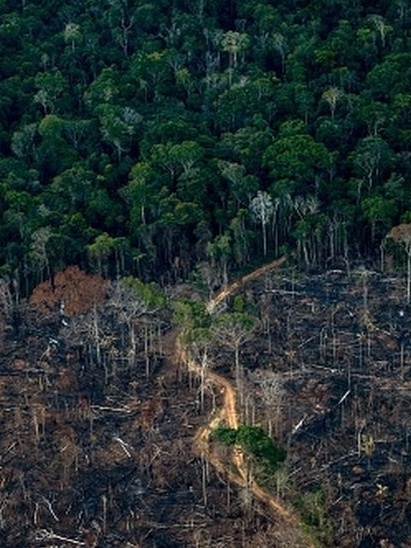 Amazônia: Desmatamento tem segunda maior cifra da série, diz Inpe