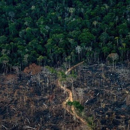 Taxa de desmatamento na Amazônia aumentou nos últimos anos, revelam as estatísticas do governo federal - GETTY IMAGES - GETTY IMAGES