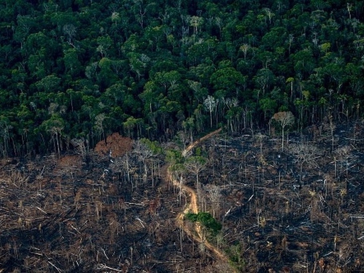 O Quadro de Relato da Implementação do Sem desmatamento, Sem