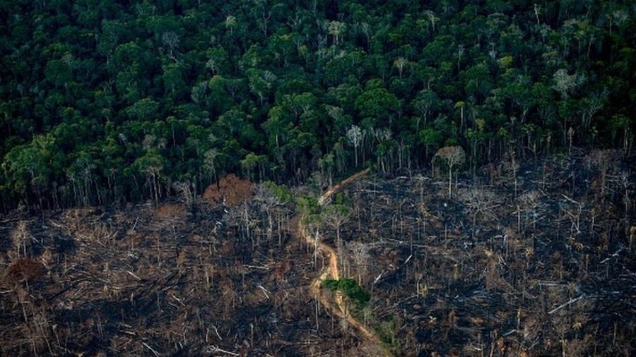 Taxa de desmatamento na Amazônia aumentou nos últimos anos, revelam as estatísticas do governo federal - GETTY IMAGES