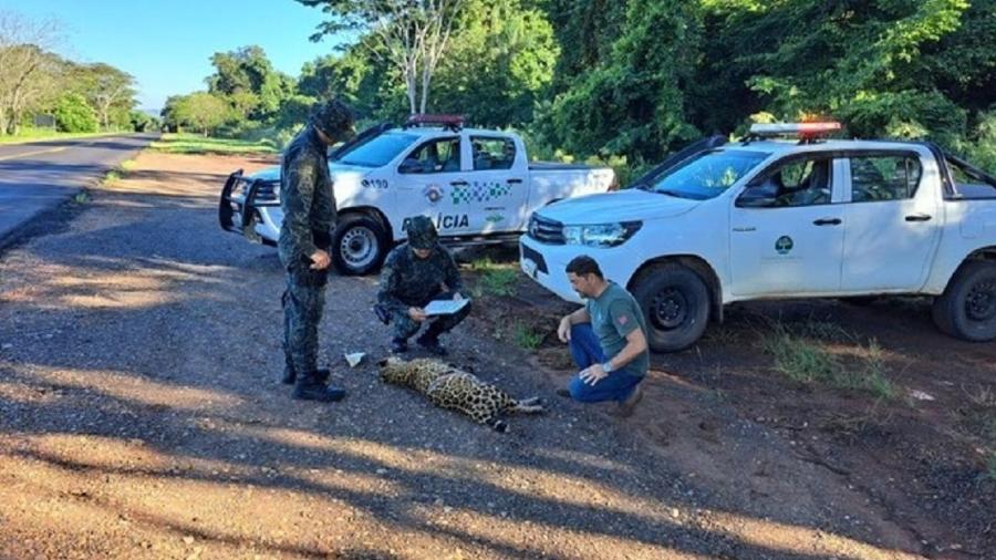 Polícia Ambiental analisa corpo de onça-pintada atropelada - Divulgação/Polícia Ambiental