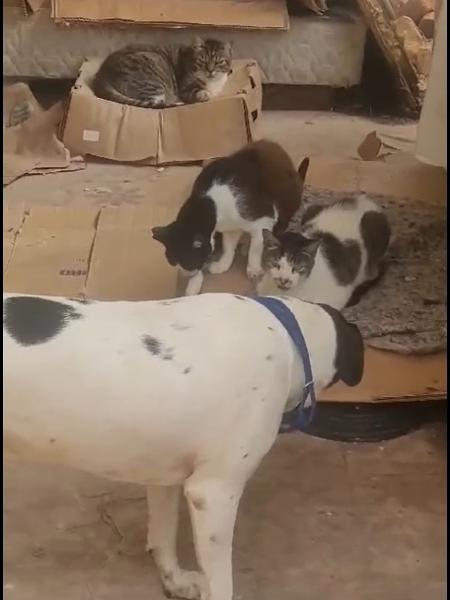 Gatos e cachorro em casarão sob risco de colapso, em print de vídeo gravado na semana passada - Reprodução vídeo / ONG Catland