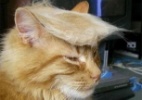 Gatos usam topete como o de Donald Trump em modinha nas redes sociais - Twitter/Reprodução
