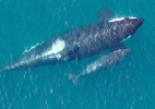 Drone faz imagens inéditas de comunidade ameaçada de baleias-assassinas - NOAA Fisheries Vancouver Aquarium