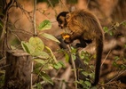 As imagens da luta dos animais pela vida no Pantanal em chamas - Frico Guimarães/Documenta Pantanal