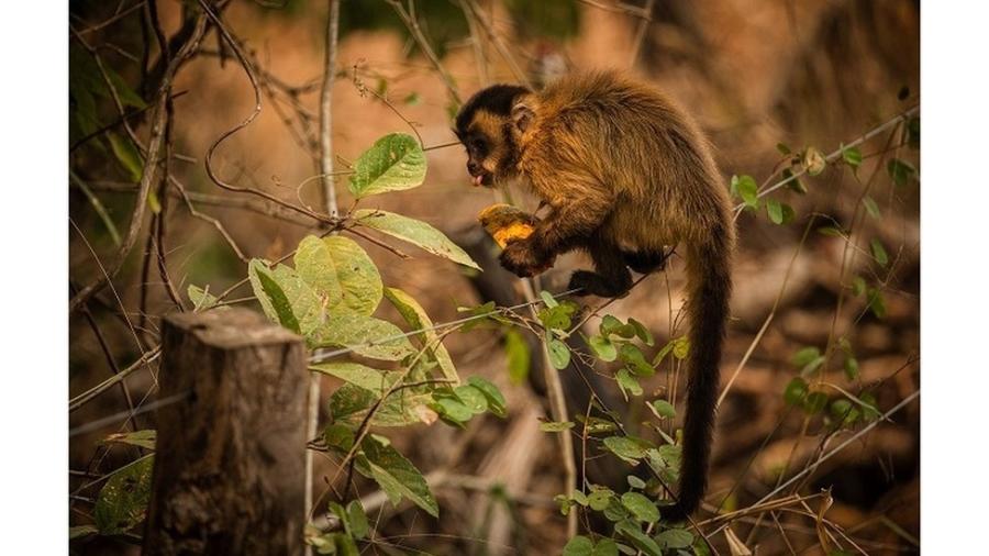 Macaco-prego se alimenta com mamão distribuido por voluntários no Pantanal - Frico Guimarães/Documenta Pantanal